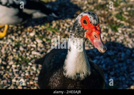 Close up wild Muscovy duck with white and black feather and red beak   on a river bank Stock Photo