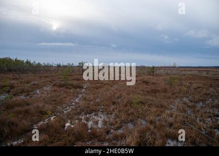 Territory of Sestroretsk swamp reserve. Saint-Petersburg. Russia Stock Photo