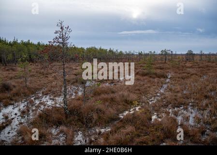 Territory of Sestroretsk swamp reserve. Saint-Petersburg. Russia Stock Photo