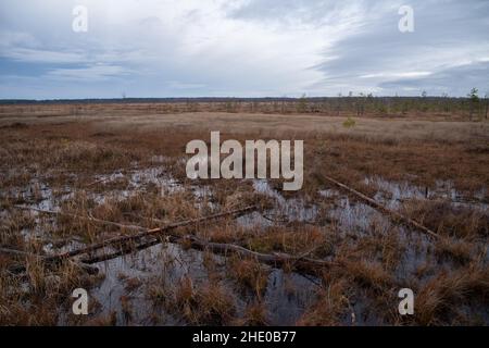 Territory of Sestroretsk swamp reserve. Saint-Petersburg. Russia Stock Photo