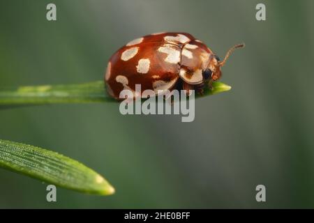 18-spot Ladybird (Myrrha octodecimguttata) resting on scots pine. Tipperary, Ireland Stock Photo
