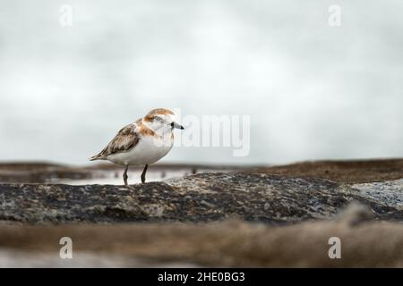Malaysian plover bird on a blurred background Stock Photo
