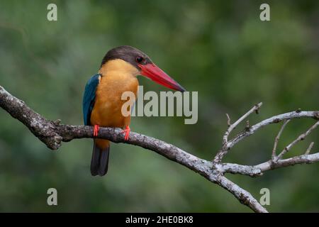 Closeup of a stork-billed kingfisher perched on a branch Stock Photo