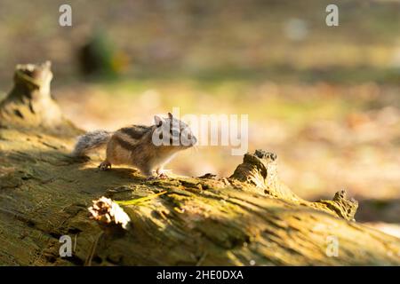 A Siberian chipmunk (Eutamias sibiricus) in a forest in Tilburg Noord Brabant in the Netherlands Stock Photo