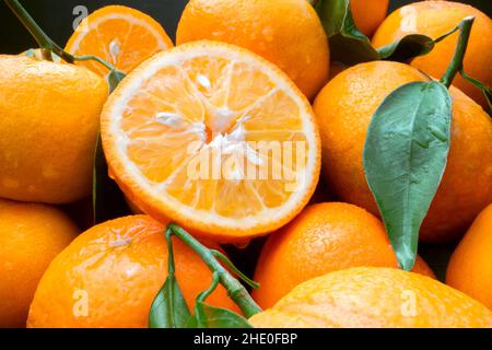 macro shooting of citrus tangerines with green twigs and water drops. Stock Photo