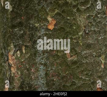 Decorative pattern on the bark of pine in shades of green Stock Photo