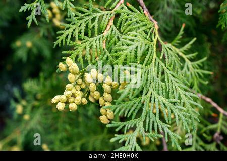 Thuja branch with berries is in the autumn park Stock Photo