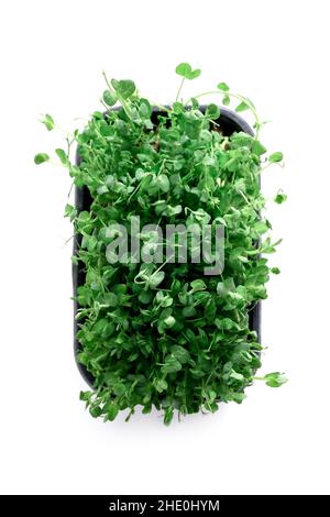 Pea sprouts germinating in soil on white background Stock Photo