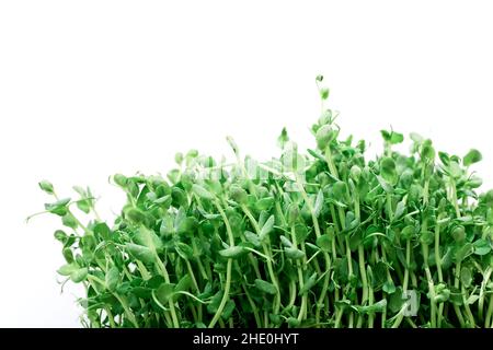 Pea sprouts germinating in soil on white background Stock Photo