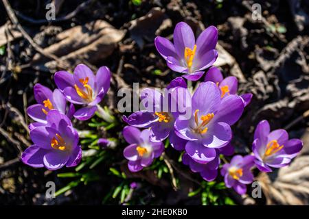 Looking down on purple crocus flowers grow on a flowerbed in the early spring under a warm sun. Top view. Stock Photo