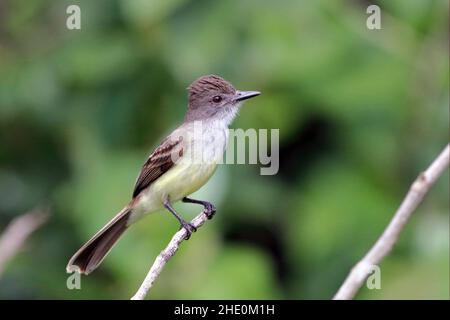 Short-crested Flycatcher (Myiarchus ferox) perched on a branch under a green background Stock Photo