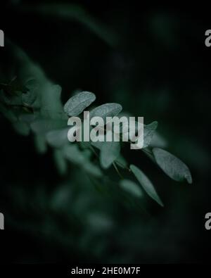 Soft focus of plant leaves and stems on dark blurry background - great for nature background Stock Photo