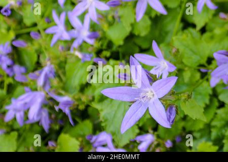 Flowers of the Serbian Bellflower also called Trailing Bellflower (Campanula poscharskyana), macro Stock Photo