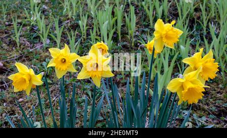 Group of yellow daffodils (Narcissus pseudonarcissus) against green background in spring. Stock Photo