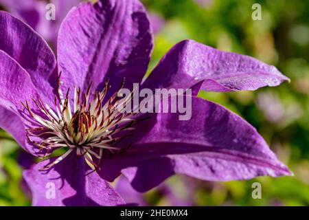 Close up of purple clematis flower (Clematis viticella) also known as Italian leather flower. Macro shot of single purple blossom. Stock Photo