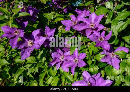 Closeup of purple clematis flowers (Clematis viticella) also kwon as Italian leather flower with green leaves background. Climbing vines Stock Photo