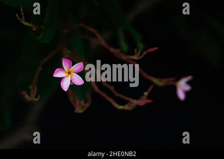 A closeup shot of a small purple flower on dark, blurred background Stock Photo