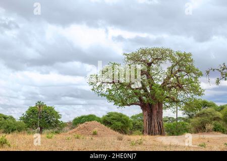 Huge baobab growing in savannah in Tarangire National Park in Tanzania. This place is famous for the baobabs growing on its territory Stock Photo