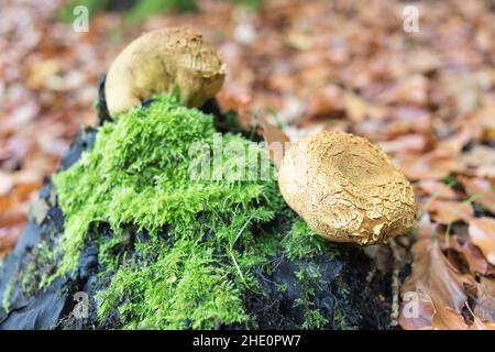 mushrooms on rotten stump in the forest Stock Photo