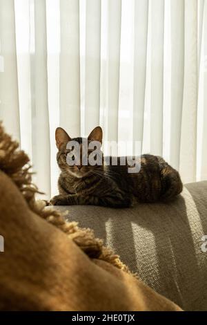 cat with rested tabby fur lying on a sofa sunbathing, feline pet, friend and love Stock Photo