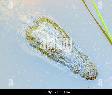 American Alligator Head sitting above the water in a swamp. Stock Photo