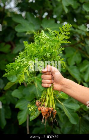 Freshly picked homegrown organic baby carrots Daucus carota. Stock Photo