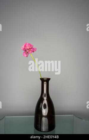 wilting rose Stock Photo