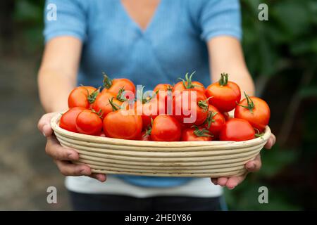 Woman hold a basket full with freshly picked tomatoes,Surrey,UK Stock Photo