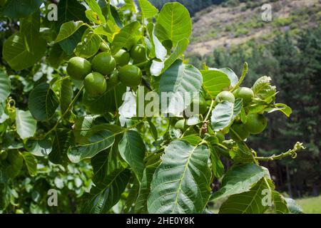 Common sights in New Zealand: Stock Photo