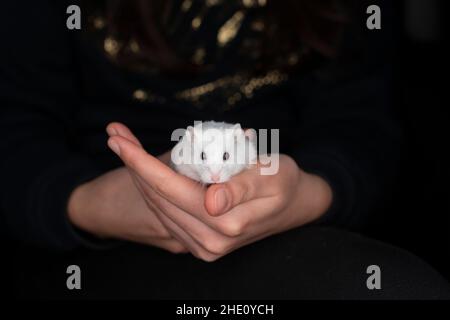 Girl holds pet hamster.The winter white dwarf hamster, also known as the Russian dwarf hamster, Djungarian hamster, striped dwarf hamster, Siberian ha Stock Photo