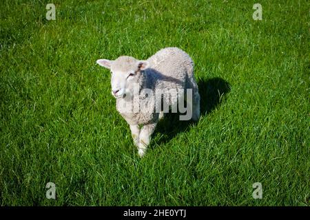 Common sights in New Zealand: sheep. Stock Photo