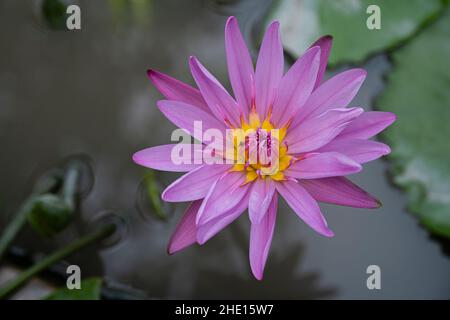 Is a variety of aquatic plants, belong to the Nymphaeaceae, whose name in English is the Water Lily, originating from India Stock Photo