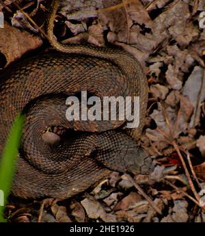 Cottonmouth snake sunning itself Stock Photo