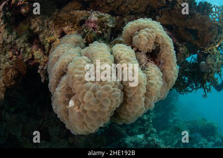 Bubble coral (Plerogyra sinuosa) on the reef in the red sea off the coast of Hurghada, Egypt. Stock Photo