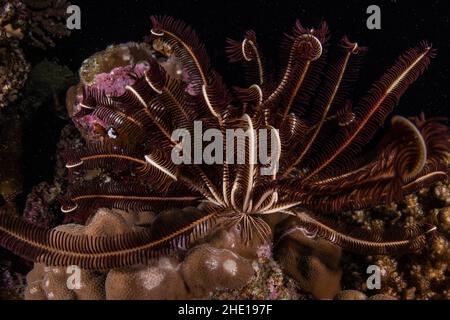 Feather star on a reef in Raja Ampat, Indonesia Stock Photo - Alamy