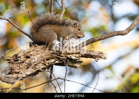 Eastern gray squirrel (Sciurus carolinensis) with a nut in his mouth on Fort George Island in Jacksonville, Florida. (USA) Stock Photo