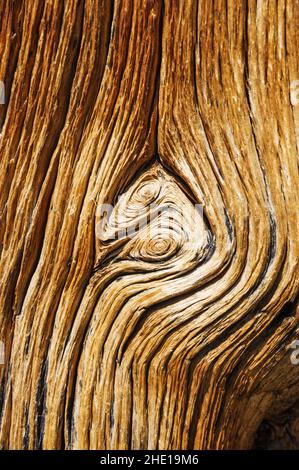 wood grain on pine tree trunk Stock Photo