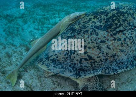 Remora suckerfish on the shell of a green sea turtle in Marsa Alam, Egypt. Stock Photo