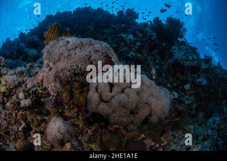 Bubble coral (plerogyra sinuosa) and pulsing xenia (Heteroxenia) soft coral next to each other in the red sea, Egypt. Stock Photo