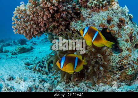 Red sea clownfish or two banded anemonefish (Amphiprion bicinctus) make their home inside the Bubble-tip anemone (Entacmaea quadricolor) in Egypt. Stock Photo