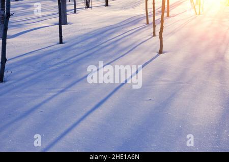 Winter landscape, tree trunks cast shadows on snow, illuminated by bright sun Stock Photo