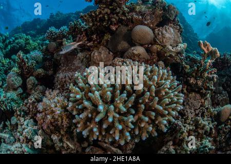 A macro image of a coral reef in the red sea showing several different species of corals. Stock Photo