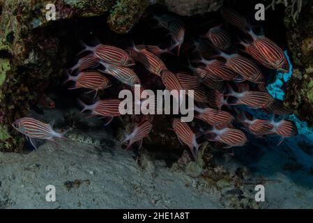 Crown squirrelfish (Sargocentron diadema) underneath a ledge in a coral reef in the red sea off the coast of Hurghada, Egypt. Stock Photo
