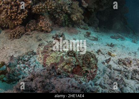 A reef stonefish (Synanceia verrucosa) camouflaged on the ocean floor, this fish is widely considered to be one of the most venomous fish species. Stock Photo