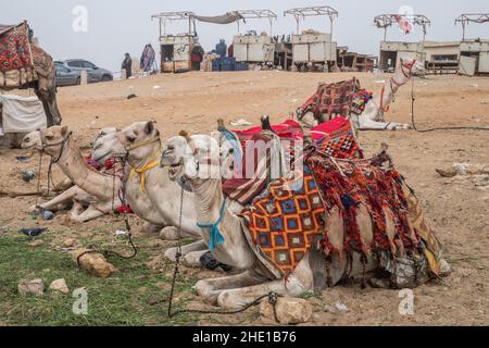 Captive livestock dromedary camels (Camelus dromedarius) used for giving tourists rides in Egypt. Stock Photo