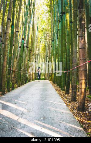 Female woman walks down the path in dendrological park in Georgia with bamboo trees around protected by no crossing striped red white tape. Stock Photo