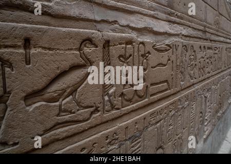 Hieroglyphs on the Horus temple wall at Edfu, Egypt depict various wildlife including a goose and a snake. Stock Photo