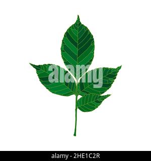 Green silhouette ash tree leaf isolated on white background. Design element for decorating. Stock Vector