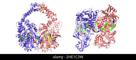 Structure of the topoisomerase I - DNA complex, 3D cartoon model, white ...