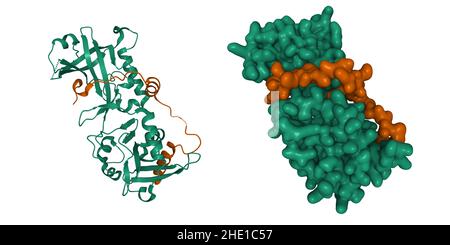 Crystal structure of human shelterin proteins POT1 (green) and TPP1 (brown) heterodimer. 3D cartoon and Gaussian surface models, PDB 5h65 Stock Photo